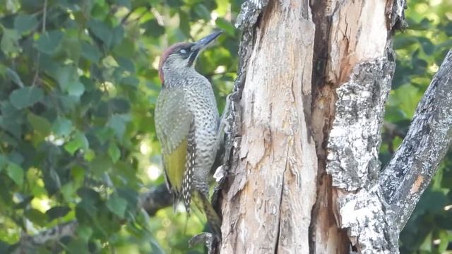 Молодой Зелёный дятел смотреть онлайн