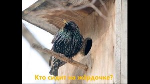 Про скворца