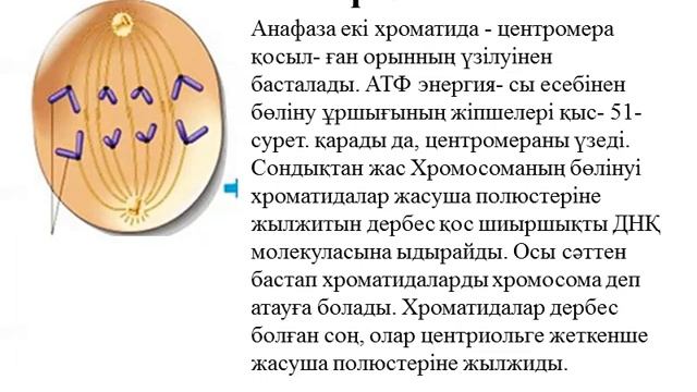 Биология 3 тоқсан 6 сабақ 9 сынып смотреть онлайн