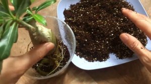 Посадка адениума после восстановления каудекса.