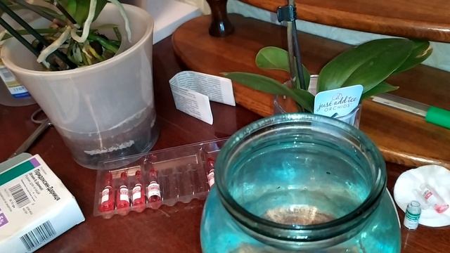 Чем подкормить орхидею?если нет удобрения... смотреть онлайн