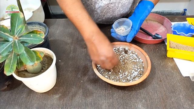 How To Grow Adenium From Seeds|🌸| Adenium Seedlings | смотреть онлайн