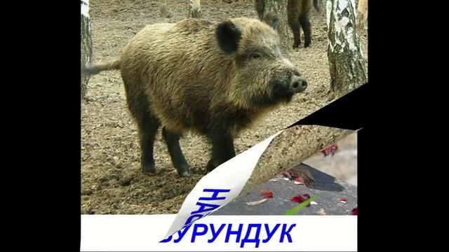 Лесные животные для детей Карточки Домана смотреть онлайн