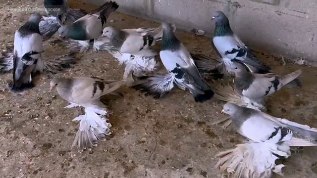 Северо-Кавказские Голуби , Молодёж 2023 года, держу их с детства смотреть онлайн
