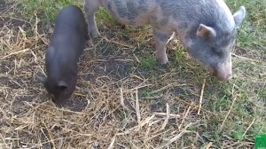 Вьетнамская вислобрюхая свинья: заводить или нет? [без приукрашивания]