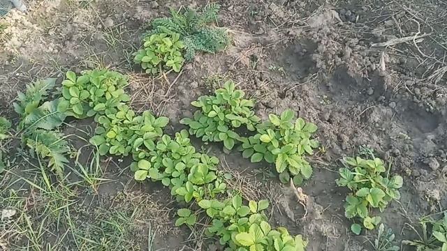 Земляника Барон Солемахер из семян через 6 мес после посадки. смотреть онлайн