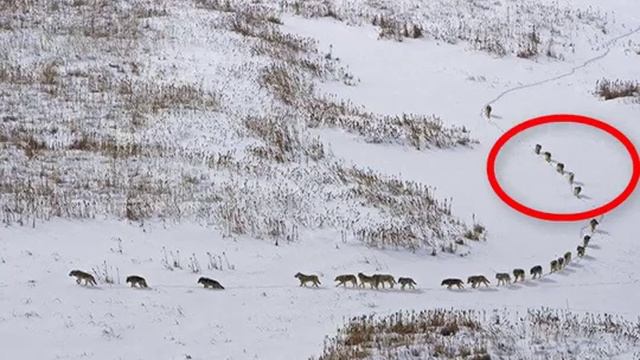 Самые большие и сильные волки ..Это канадские волки.. смотреть онлайн