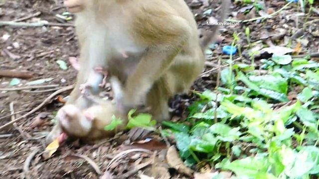 Old monkey m@ltreated young baby Lucy escape big monkey, Baby Lucy c-ry cuz she m@ltreated on groun смотреть онлайн