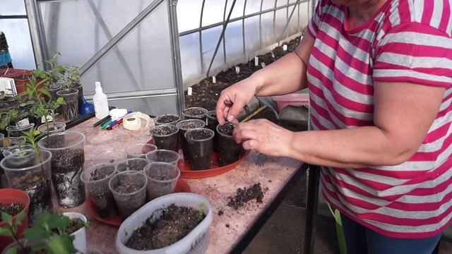 Базилик,посев,выращивание и пикирование.Как выращивать базилик. смотреть онлайн