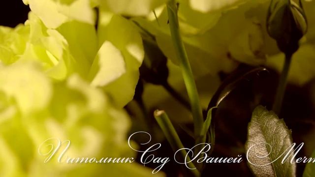 Роза "Lichtkonigin Lucia" - Питомник "Сад Вашей Мечты" (R-11) смотреть онлайн