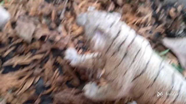 приключения тигра бро и льва бро ❤️?? (приехали новенькие , пригласили их в ресторан)