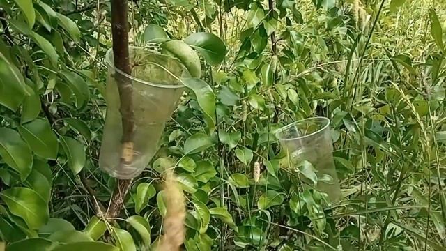 Дача / урожай /укореняю смородину и грушу)) смотреть онлайн