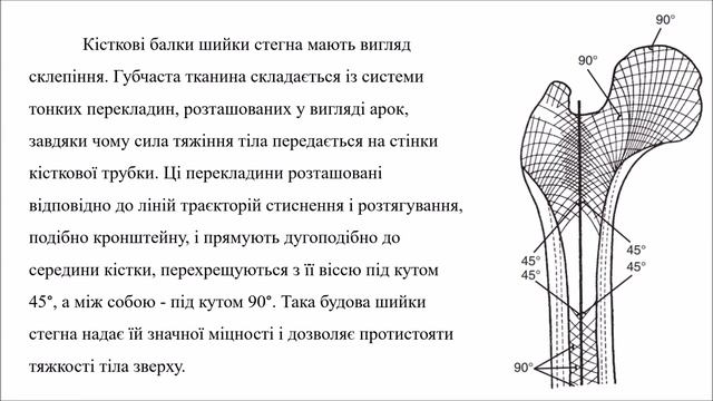 Вебінар Біомеханіка нижньої кінцівки смотреть онлайн