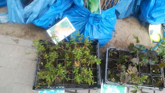 Агровыставка ВЕСНА в Гродно смотреть онлайн