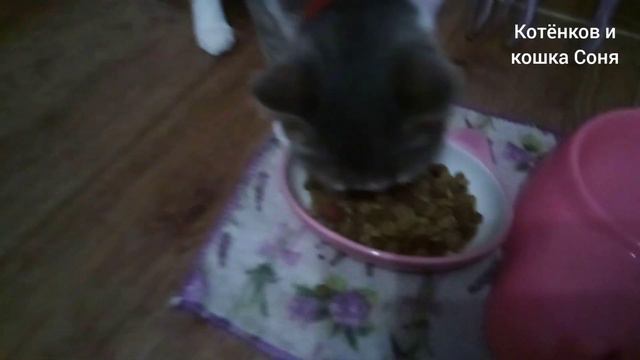 как живёт моя кошка Соня смотреть онлайн