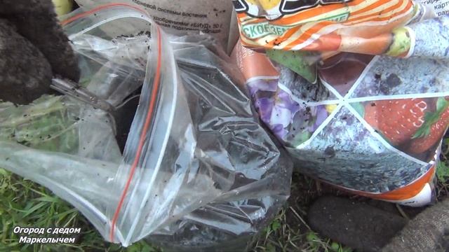 Спасаем томаты. Высадка рассады томатов в теплицу. Что положить в лунку. смотреть онлайн