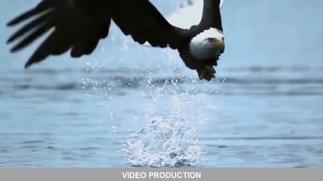 охота хищных птиц смотреть онлайн