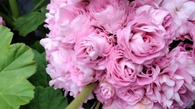 #143.О Princessan Filippa! Описание сорта. смотреть онлайн