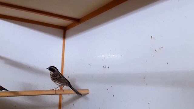 Щеглы черноголовые/Овсянки желтогорлые/Жаворонки лесные и хохлатые,овсянка садовая. смотреть онлайн