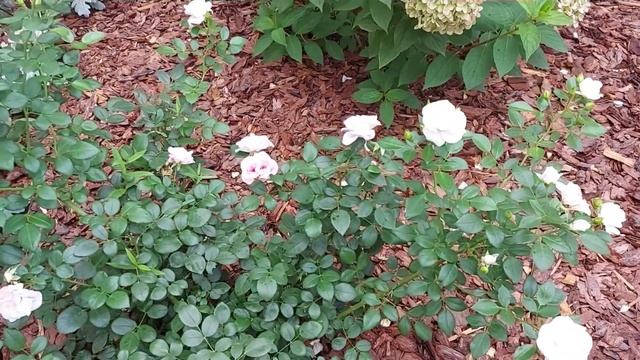 Роза Аспирин. Первый сезон после посадки. смотреть онлайн