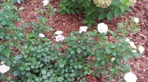 Роза Аспирин. Первый сезон после посадки.