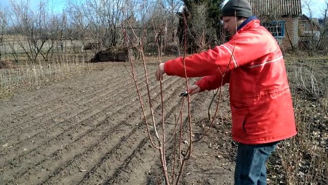 Обрезка абрикоса. Все просто. смотреть онлайн