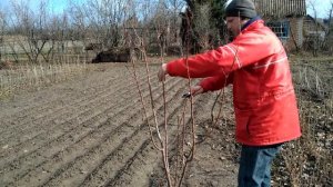 Обрезка абрикоса.  Все просто.