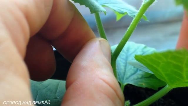 УХОД ЗА ОГУРЦАМИ ? НА ПОДОКОННИКЕ, ЗИМОЙ. смотреть онлайн