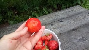 клубника Сенсация испытание двухдневным дождем.