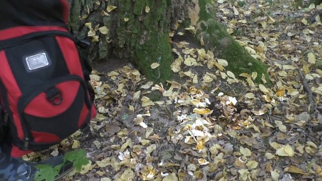 ПОВЕЗЛО ! Гриб Баран, Мейтаке ,Грифола курчавая ✅ЧУДО гриб✅?Муж ЖАДИНА ✅ Спасибо зрителям ! смотреть онлайн