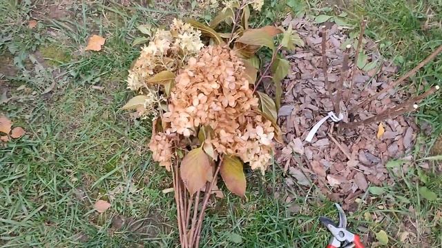 ОБРЕЗКА и ЧЕРЕНКОВАНИЕ метельчатой гортензии ЛИТЛ ФРАЙЗ смотреть онлайн