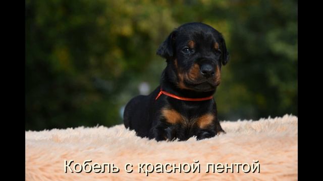 Фото и видео щенков Добермана. Щенкам исполнилось три недели! Photos and videos of Doberman puppie смотреть онлайн