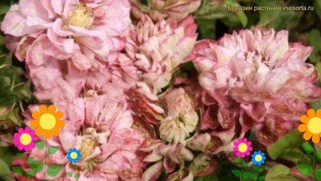 Клематис гибридный Пинк пэшн. Краткий обзор, описание характеристик clematis Pink passion смотреть онлайн