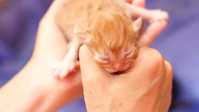 Рыжие котята - совсем крохи :) рыжее золото! :) смотреть онлайн