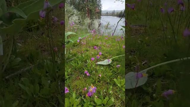 Шум дождя,полевые цветы в лесу / Прогулка по дождливому лесу смотреть онлайн