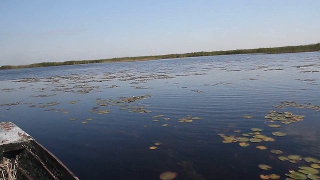 Утренняя прогулка по воде. Птицы, гнёзда. 14 июня 2016 г.
