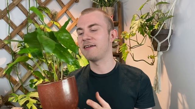 How To Care For Calathea musaica “Network” | Plant Of The Week Ep. 4 смотреть онлайн