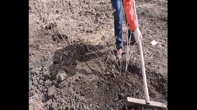 Закладка плантации черной смородины смотреть онлайн