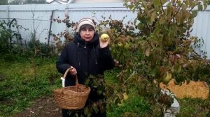 Груша "Просто Мария"