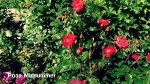 Розы. Великолепие роз флорибунда: Coldelse, Minerva, Midsummer, Amber Queen, Mona Lisa.