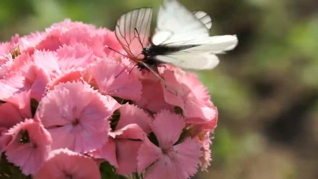 Aporia crataegi L. Бабочка боярышница. смотреть онлайн