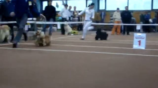 сравнение на ЛС  Чуприс