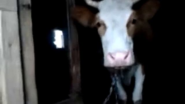 корова показывает язык смотреть онлайн