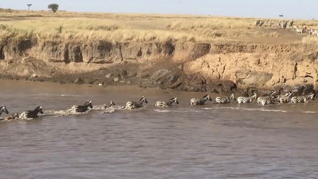 Миграция Антилоп Гну и Зебр через реку с крокодилами? смотреть онлайн