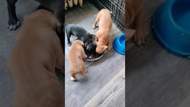 introducin him pup to his half siblings I may have to separate him away from them he's rough puppy смотреть онлайн