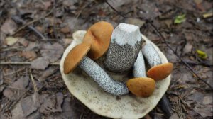 Грибная разведка 21 июля 2023. Всеволожский район.