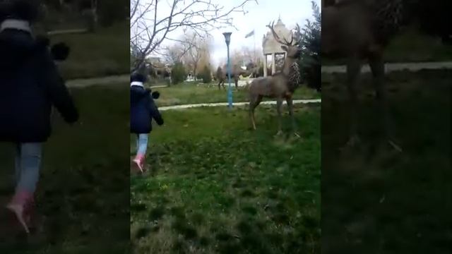 ХАЧМАЗ парк) смотреть онлайн