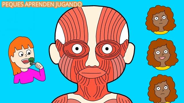 El Sistema Muscular Para Niños  Video De Peques Aprenden Jugando