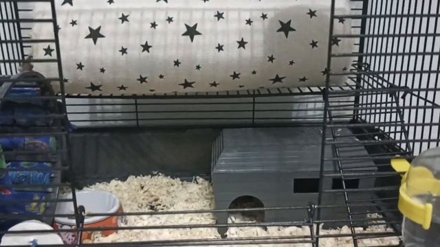 почему я завела крыс❤️?. Обзор на клетку?. смотреть онлайн