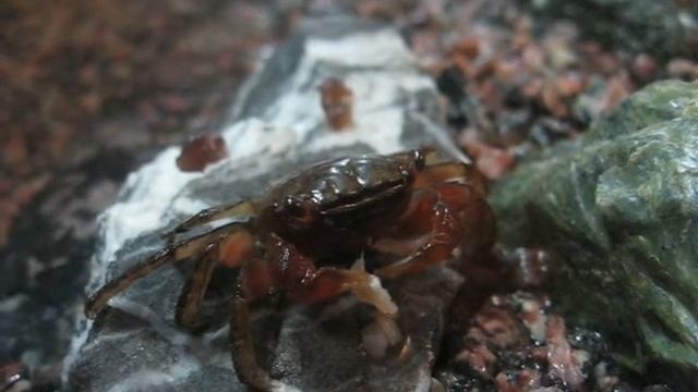 Самка мангрового краба смотреть онлайн